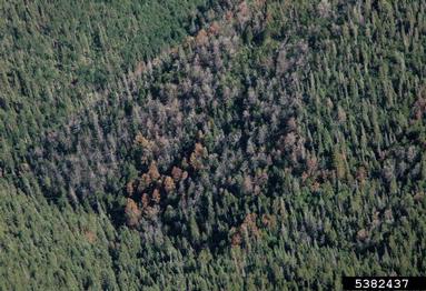 mountain pine beetle (Dendroctonus ponderosae ) on limber pine (Pinus flexilis ) - 5382437