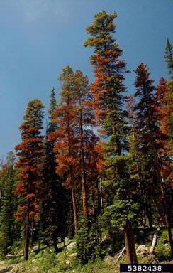 mountain pine beetle (Dendroctonus ponderosae ) on lodgepole pine (Pinus contorta ) - 5382438