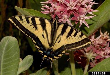 western tiger swallowtail, Papilio rutulus  (Lepidoptera: Papilionidae) - 5382458