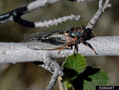 cicada, Platypedia putnami  (Hemiptera: Cicadidae) - 5382467