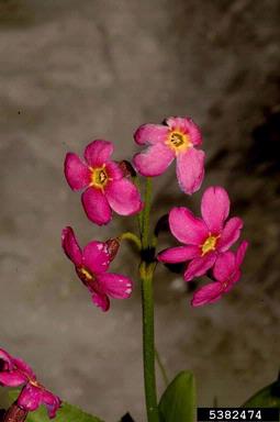 Parry's primrose, Primula parryi  (Primulales: Primulaceae) - 5382474