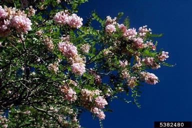 New Mexico locust, Robinia neomexicana  (Fabales: Fabaceae (Leguminosae)) - 5382480