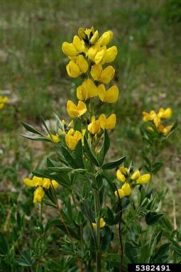 prairie thermopsis, Thermopsis rhombifolia  (Fabales: Fabaceae (Leguminosae)) - 5382491