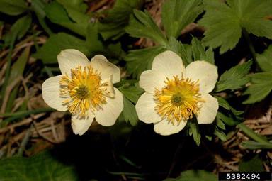 American globeflower, Trollius laxus ssp. albiflorus (Ranunculales: Ranunculaceae) - 5382494