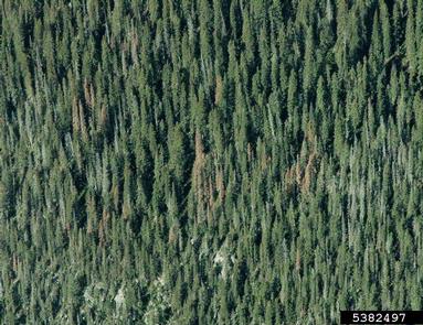 western balsam bark beetle (Dryocoetes confusus ) on subalpine fir (Abies lasiocarpa ) - 5382497