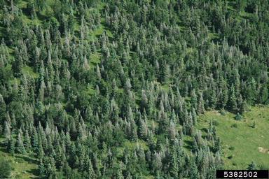 western spruce budworm, Choristoneura freemani  (Lepidoptera: Tortricidae) - 5382502