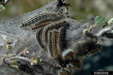 western tent caterpillar (Malacosoma californicum ) on mountain mahagony (Cercocarpus spp. ) - 5382506