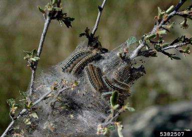 western tent caterpillar (Malacosoma californicum ) on mountain mahagony (Cercocarpus spp. ) - 5382507