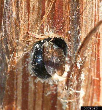 carpenter bee (Xylocopa virginica ) on cypress (  ) - 5382523