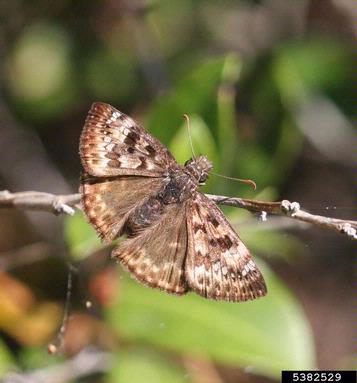 Horace's duskywing, Erynnis horatius  (Lepidoptera: Hesperiidae) - 5382529