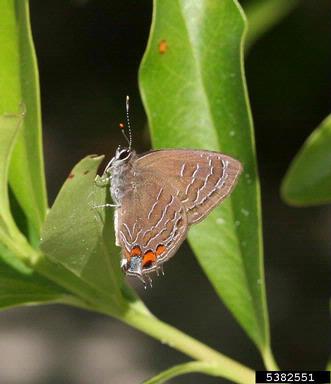 Northeastern striped hairstreak, Satyrium liparops strigosum (Lepidoptera: Lycaenidae) - 5382551