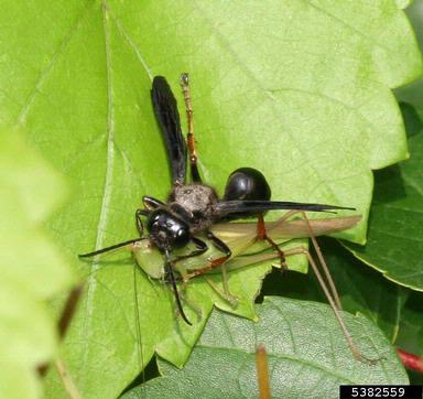 Grass Carrying Wasp, Isodontia auripes  (Hymenoptera: Sphecidae) - 5382559