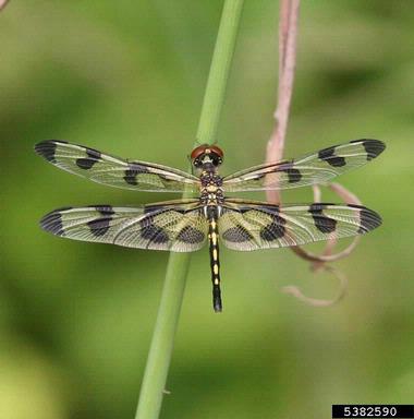 Banded Pennant, Celithemis fasciata  (Odonata: Libellulidae) - 5382590