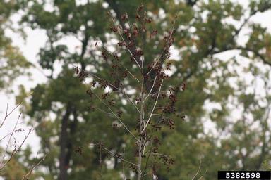 Phytophthora disease of alders (Phytophthora alni ) on alder (Alnus spp. ) - 5382598