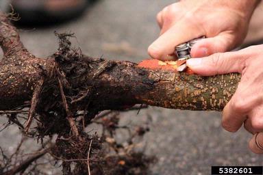 Phytophthora disease of alders (Phytophthora alni ) on alder (Alnus spp. ) - 5382601