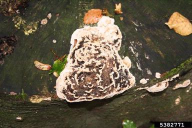 turkey tail (Trametes versicolor ) on European beech (Fagus sylvatica ) - 5382771