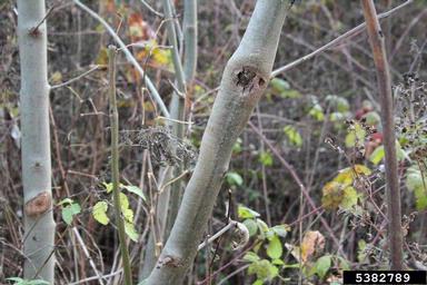 intensive dieback of ash (Chalara fraxinea ) on European ash (Fraxinus excelsior ) - 5382789