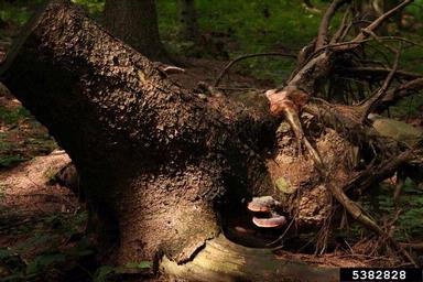 red-belted fungus (Fomitopsis pinicola ) on Norway spruce (Picea abies ) - 5382828