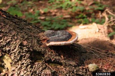 red-belted fungus (Fomitopsis pinicola ) on Norway spruce (Picea abies ) - 5382830
