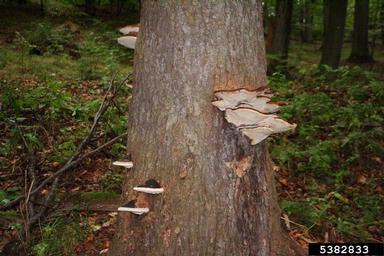 red-belted fungus (Fomitopsis pinicola ) on Norway spruce (Picea abies ) - 5382833