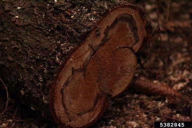 annosum root disease (Heterobasidion annosum ) on Norway spruce (Picea abies ) - 5382845