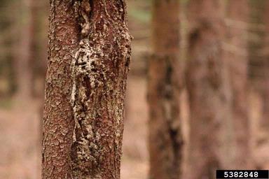 annosum root disease (Heterobasidion annosum ) on Norway spruce (Picea abies ) - 5382848