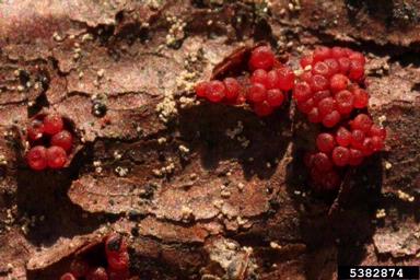 Nectria canker (Nectria cucurbitula ) on Norway spruce (Picea abies ) - 5382874