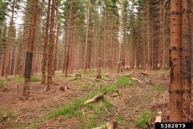 Norway spruce, Picea abies  (Pinales: Pinaceae) - 5382879
