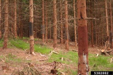 Norway spruce, Picea abies  (Pinales: Pinaceae) - 5382882