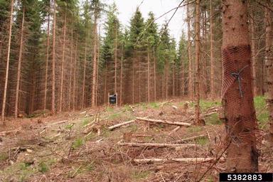 Norway spruce, Picea abies  (Pinales: Pinaceae) - 5382883