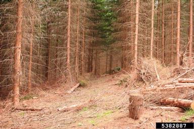 Norway spruce, Picea abies  (Pinales: Pinaceae) - 5382887