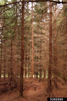 Norway spruce, Picea abies  (Pinales: Pinaceae) - 5382888