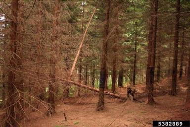 Norway spruce, Picea abies  (Pinales: Pinaceae) - 5382889