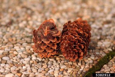 cherry-spruce rust (Pucciniastrum areolatum ) on Norway spruce (Picea abies ) - 5382912
