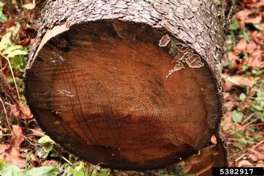 red heart decay (Stereum sanguinolentum ) on Norway spruce (Picea abies ) - 5382917