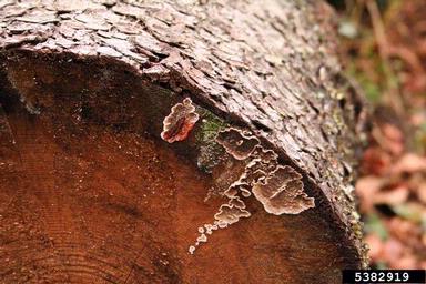 red heart decay (Stereum sanguinolentum ) on Norway spruce (Picea abies ) - 5382919