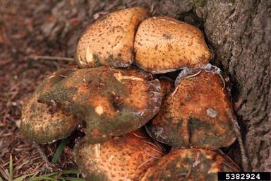 scaly pholiota (Pholiota squarrosa ) on blue spruce (Picea pungens ) - 5382924