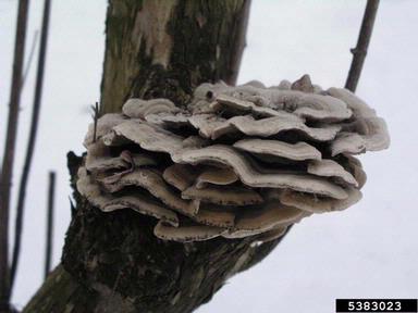 turkey tail, Trametes versicolor  (Polyporales: Polyporaceae) - 5383023