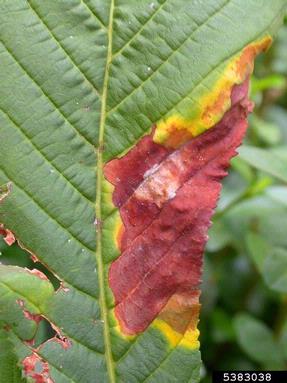 Guignardia blotch of buckeyes and horsechestnuts, Guignardia aesculi  (Incertae sedis: Botryosphaeriaceae) - 5383038