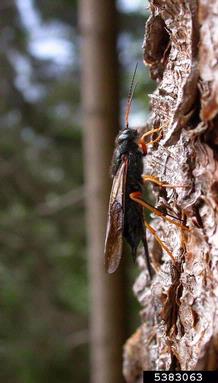 Siricid woodwasps, Sirex juvencus  (Hymenoptera: Siricidae) - 5383063