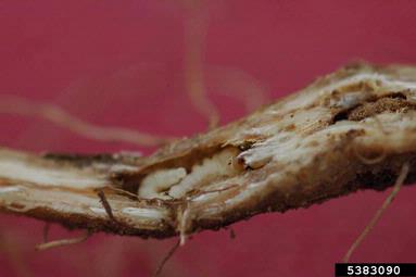 bronze knapweed root borer, Sphenoptera jugoslavica  (Coleoptera: Buprestidae) - 5383090
