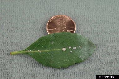 Florida wax scale (Ceroplastes floridensis ) on crapemyrtle (Lagerstroemia indica ) - 5383117