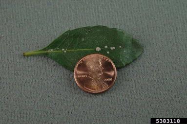 Florida wax scale (Ceroplastes floridensis ) on crapemyrtle (Lagerstroemia indica ) - 5383118