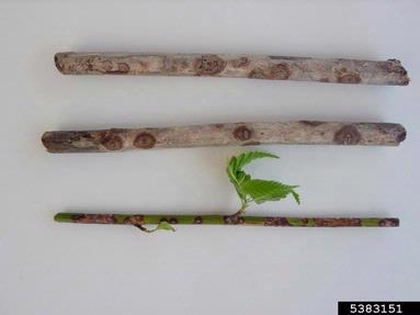 Phomopsis cankers and twig blights (Phomopsis spp. ) on Japanese rose (Kerria japonica ) - 5383151