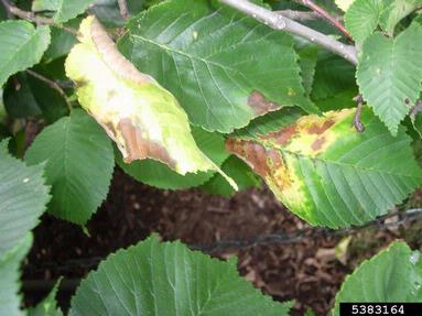 bacterial leaf scorch (Xylella fastidiosa ) on wych elm (Ulmus glabra ) - 5383164