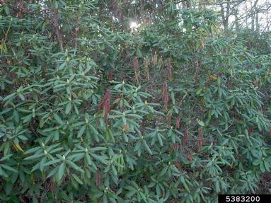 Botryosphaeria rots and cankers (Botryosphaeria spp. ) on rhododendrons and azaleas (Rhododendron spp. ) - 5383200