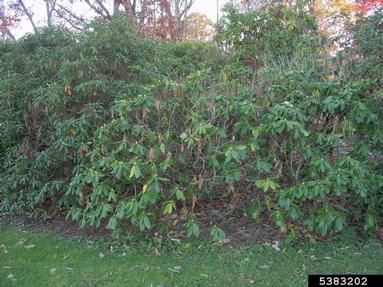 Botryosphaeria rots and cankers (Botryosphaeria spp. ) on rhododendrons and azaleas (Rhododendron spp. ) - 5383202