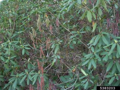 Botryosphaeria rots and cankers (Botryosphaeria spp. ) on rhododendrons and azaleas (Rhododendron spp. ) - 5383203