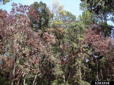 laurel wilt (Raffaelea lauricola ) on redbay (Persea borbonia ) - 5383208