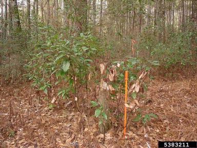 laurel wilt (Raffaelea lauricola ) on redbay (Persea borbonia ) - 5383211